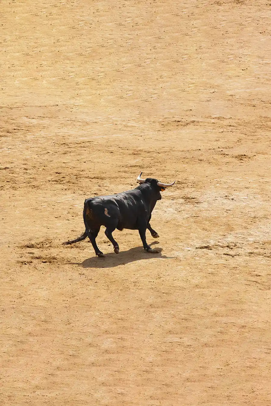 Bull during a bullfight