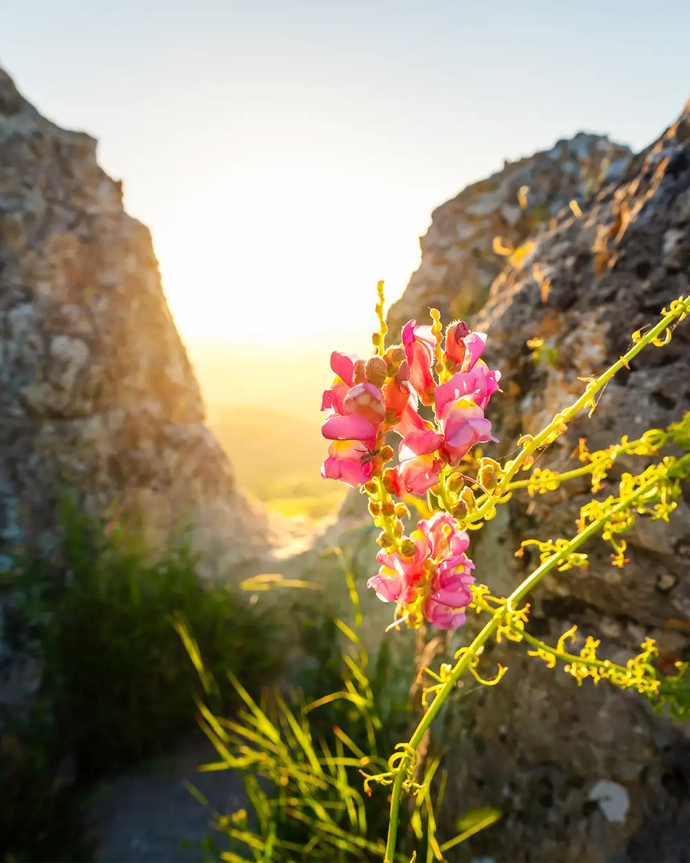 Pink Snapdragon Flowers (Antirrhinum majus) at Garganta Verde- Zahara de la Sierra, Andalusia, Spain